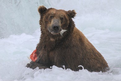 alaskan brown bear - (ursus arctos)