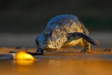 yacare caiman, crocodile hunting fish piranha with evening sun in the river, pantanal, bolivia. wildlife scene from nature.