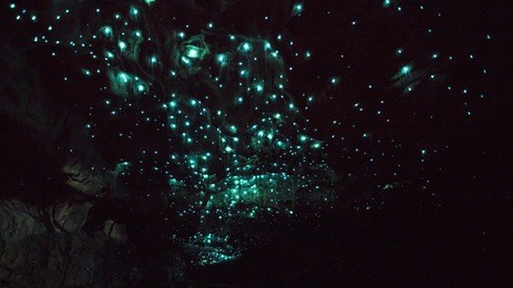 waitomo glowworm caves, new zealand