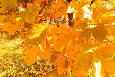 yellow autumnal leaves on the branches in sunny day , note shallow depth of field