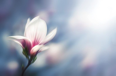 soft focus image of blossoming magnolia flower in spring time with copyspace. abstract blurred flowers. intentional motion blur. shallow dof