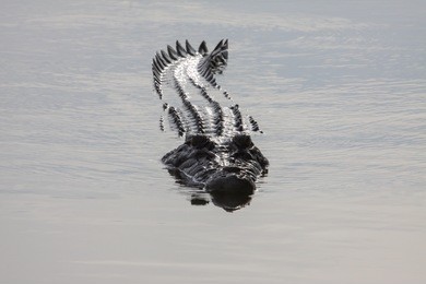 saltwater crocodile swimming on the river surface, yellow water, kakadu national park, australia 
