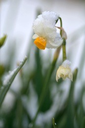 daffodil-narcissus tazetta var. chinensis- flowers are in bloom with snow in fukuoka city, japan. it is in january.