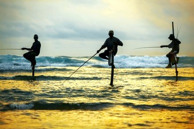 traditional fishermen on sticks at the sunset in sri lanka