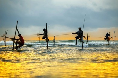 traditional fishermen on sticks at the sunset in sri lanka