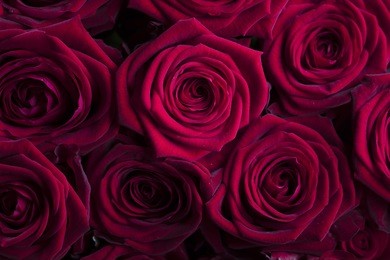 valentines day. roses background