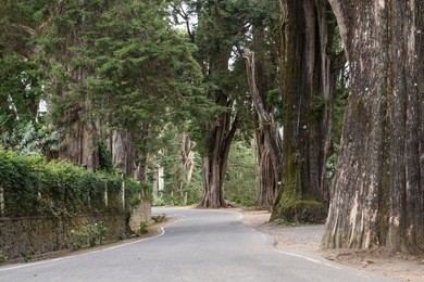 pine tree forest along the way in nuwara eliya, sri lanka