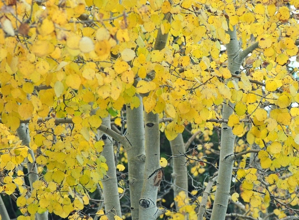 aspen tree close up