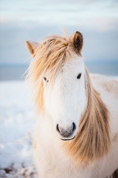 adorable furry white icelandic horse in the winter sunset field