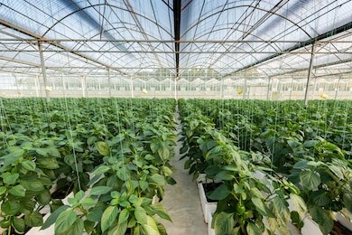 greenhouse greenhouse soilless cultivation of vegetables