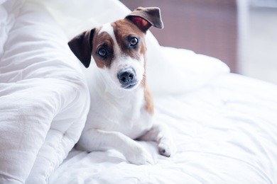 portrait of a young jack russell terrier in a bed 