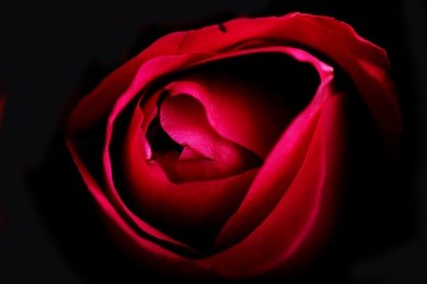 close up pink rose background