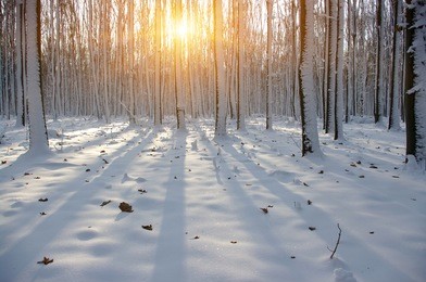 sunset in winter forest