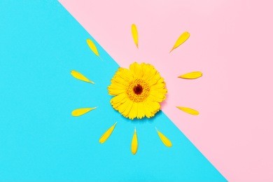 beautiful spring yellow flower gerber on colored background. stylish flat lay. minimal concept. flat lay background.