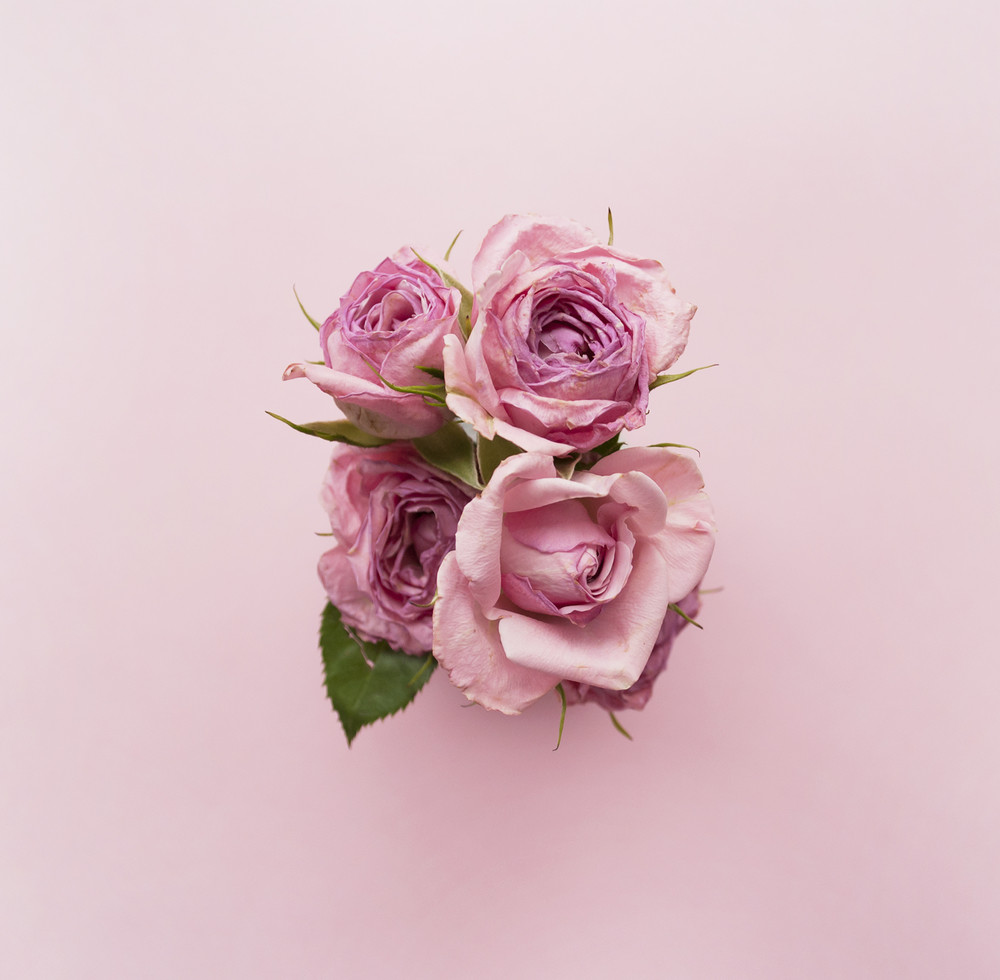 bouquet of roses on a pink background. flat lay