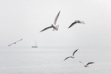 seagulls flying over the sea with ship on the background
