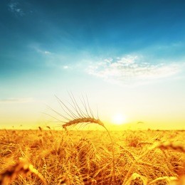 sunset over golden field with harvest