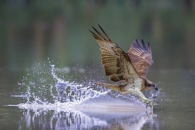  pandion haliaetus