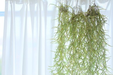 air plant
tillandsia