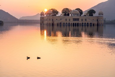  couple of ducks in the morning inside man sagar lake, jaipur, india with jal mahal palace in the background