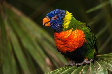 the rainbow lori (trichoglossus moluccanus) a species of parrot living in australia. the bird is a medium-sized parrot, with the length ranging from 25 to 30 cm including the tail.
