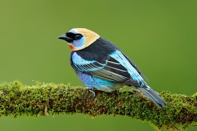 golden-hooded tanager, tangara larvata, exotic tropical blue bird with gold head from costa rica. green mossy stick in the forest with bird. wildlife scene from nature.