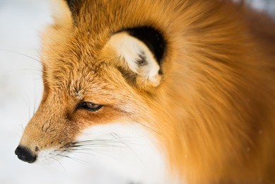 cute fox japan