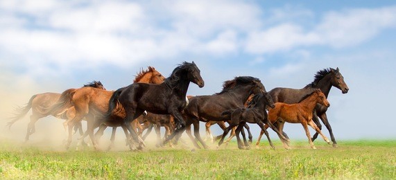 horse herd run on pasture against beautiful blue sky