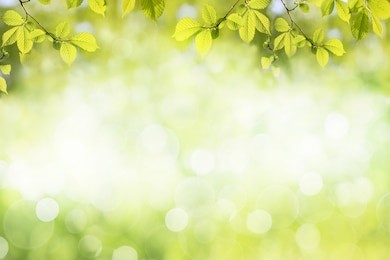 fresh green tree leaves, frame. natural background.