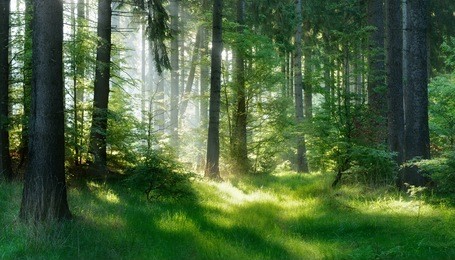natural forest of spruce trees, sunbeams through fog create mystic atmosphere