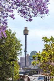 sydney skyline with sydney tower framed by blooming jacaranda trees. urban flowers and cityscape