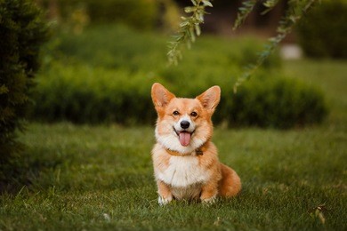 the corgi dog sitting on the grass
