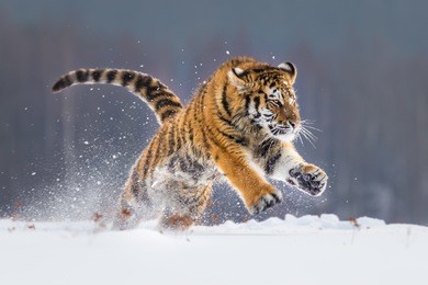 siberian tiger running in snow. beautiful, dynamic and powerful photo of this majestic animal. set in environment typical for this amazing animal. birches and meadows.