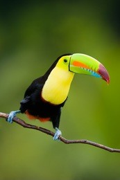 keel billed toucan, from central america.