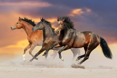 three bay horse run gallop in desert dust