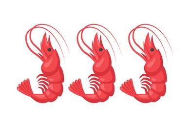 shrimp vector illustration.