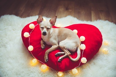 sleepy funny small dog sitting in heart shape pillow