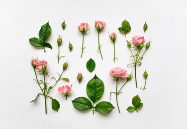 decorative pattern with light pink gentle roses, leaves and buds on white background. flat lay, top view, view from above