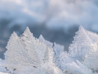 snow crystals closeup