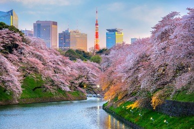 chidorigafuchi park during the spring season this area is popular sakura spot at tokyo, japan.