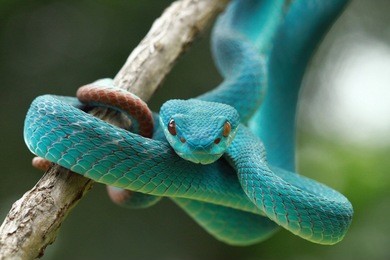 viper snake