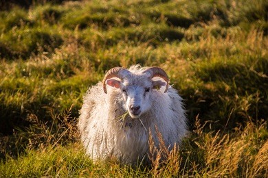 the icelandic sheep