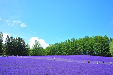 lavender farm in summer season