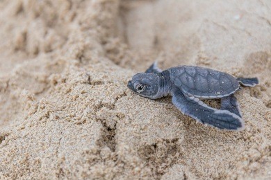 sea turtle hatchling crawl to the sea