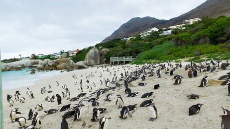 an african penguins also know as jackass penguin running a round flipping wings on a nesting beach in cape of good hope, south africa