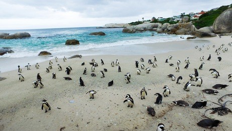 an african penguins also know as jackass penguin running a round flipping wings on a nesting beach in cape of good hope, south africa