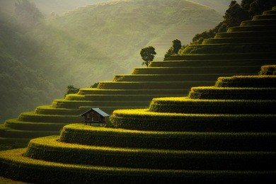 the rice fields on terraced of mu cang chai, yenbai, vietnam. rice fields prepare the harvest at northwest vietnam.