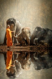 monk walking hike and wild elephants