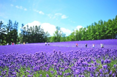 lavender farm in summer season