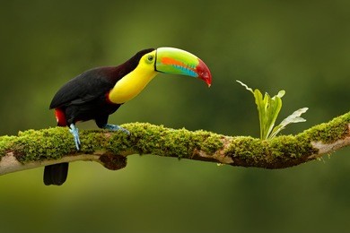 keel-billed toucan, ramphastos sulfuratus, bird with big bill, sitting on the branch in the forest, boca tapada, green vegetation, costa rica. nature travel in central america.